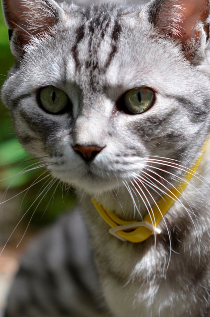 猫/今度は晴天下で！