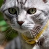 猫/今度は晴天下で！