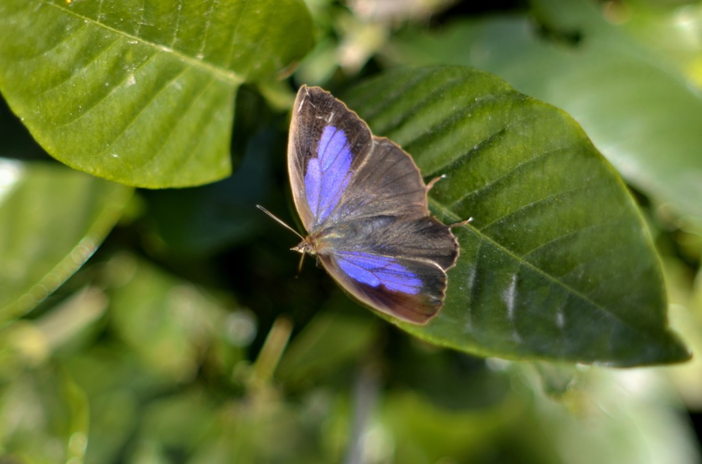 花・草木＋α/シジミ３題　①