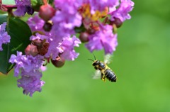 綺麗に撮れた！/花・草木＋α