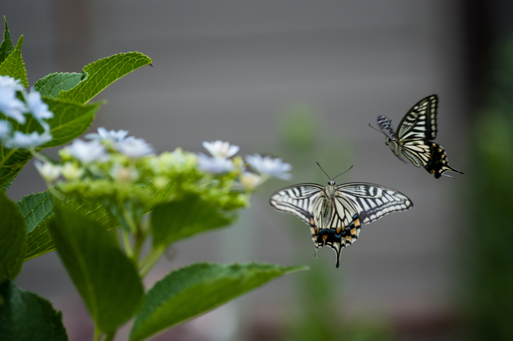 アジサイとアゲハ・３/新・花・草木+α