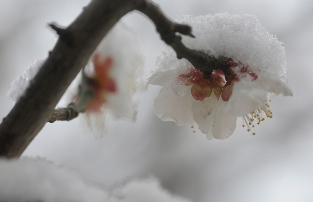 梅に雪