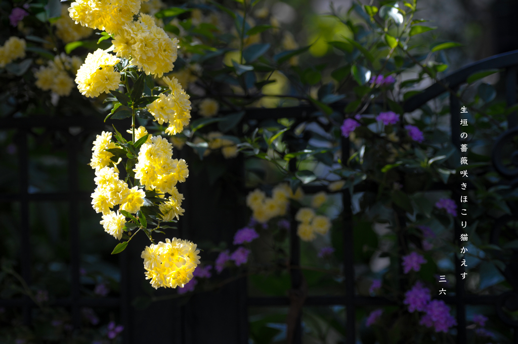 私的写真句 / 木香薔薇