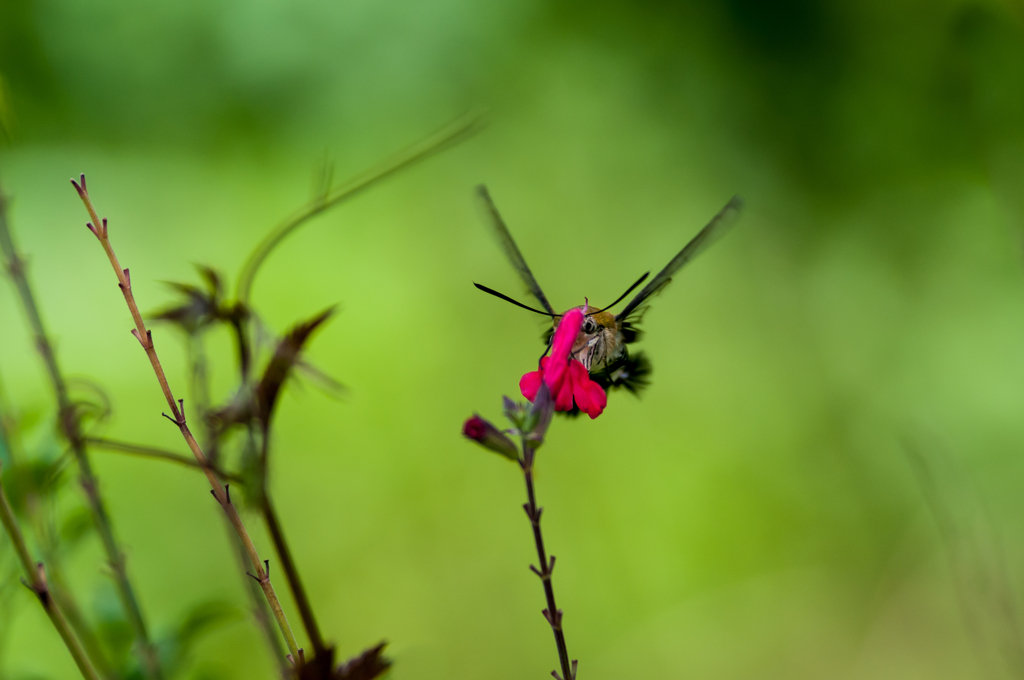 正面からのオオスカシバ/(新)花・草木＋α