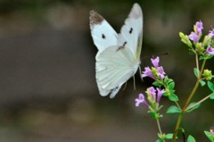 花・草木＋α/モンシロチョウ２題　①