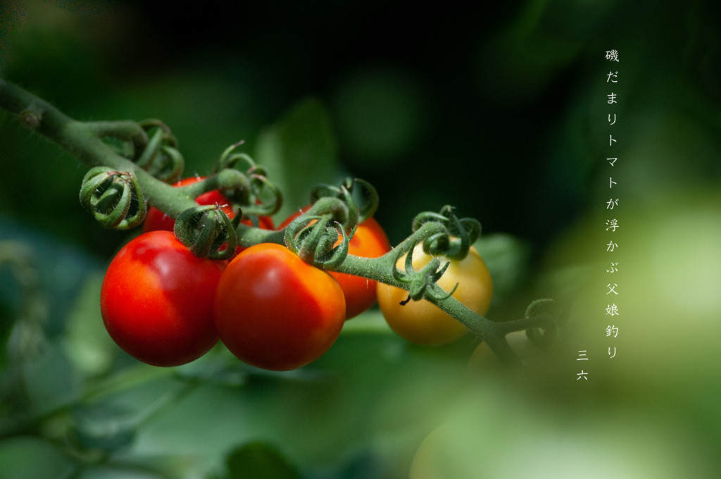 私的写真句