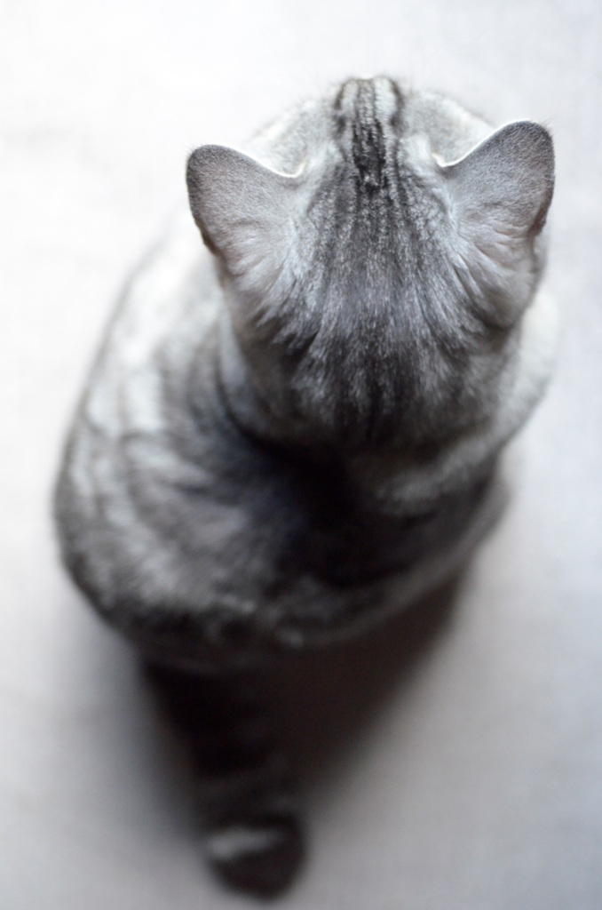 猫/チョコナンとお座りしています
