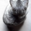 猫/チョコナンとお座りしています