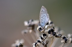 同じ柄が好きなの？/花・草木＋α