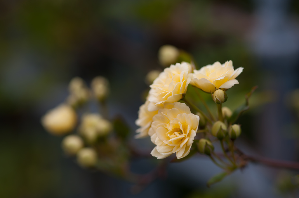 バラ/私的花・草木