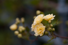 バラ/私的花・草木