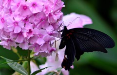 花・草木＋α/花魁草に来たクロアゲハ