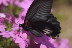 クロアゲハ・アップ３題の１/◆花・草木+α
