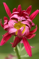 花・草木/除虫菊