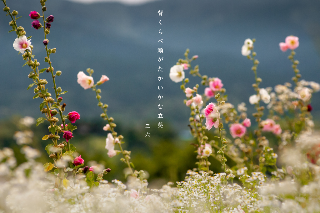 私的写真句
