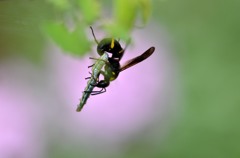 殺シーンなんですが…　２題①/花・草木＋α