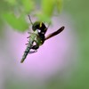殺シーンなんですが…　２題①/花・草木＋α