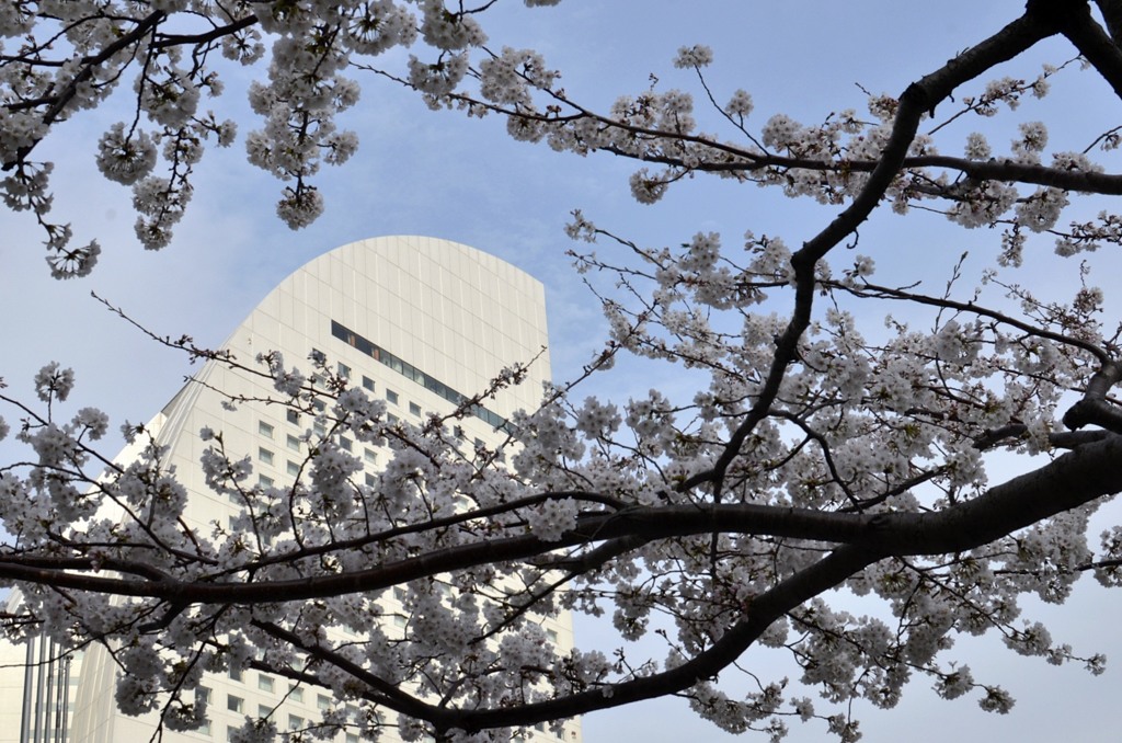 ミナト未来の桜