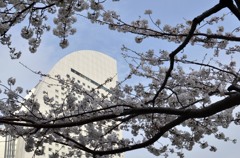 ミナト未来の桜
