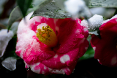 春雪と椿/私的花・草木