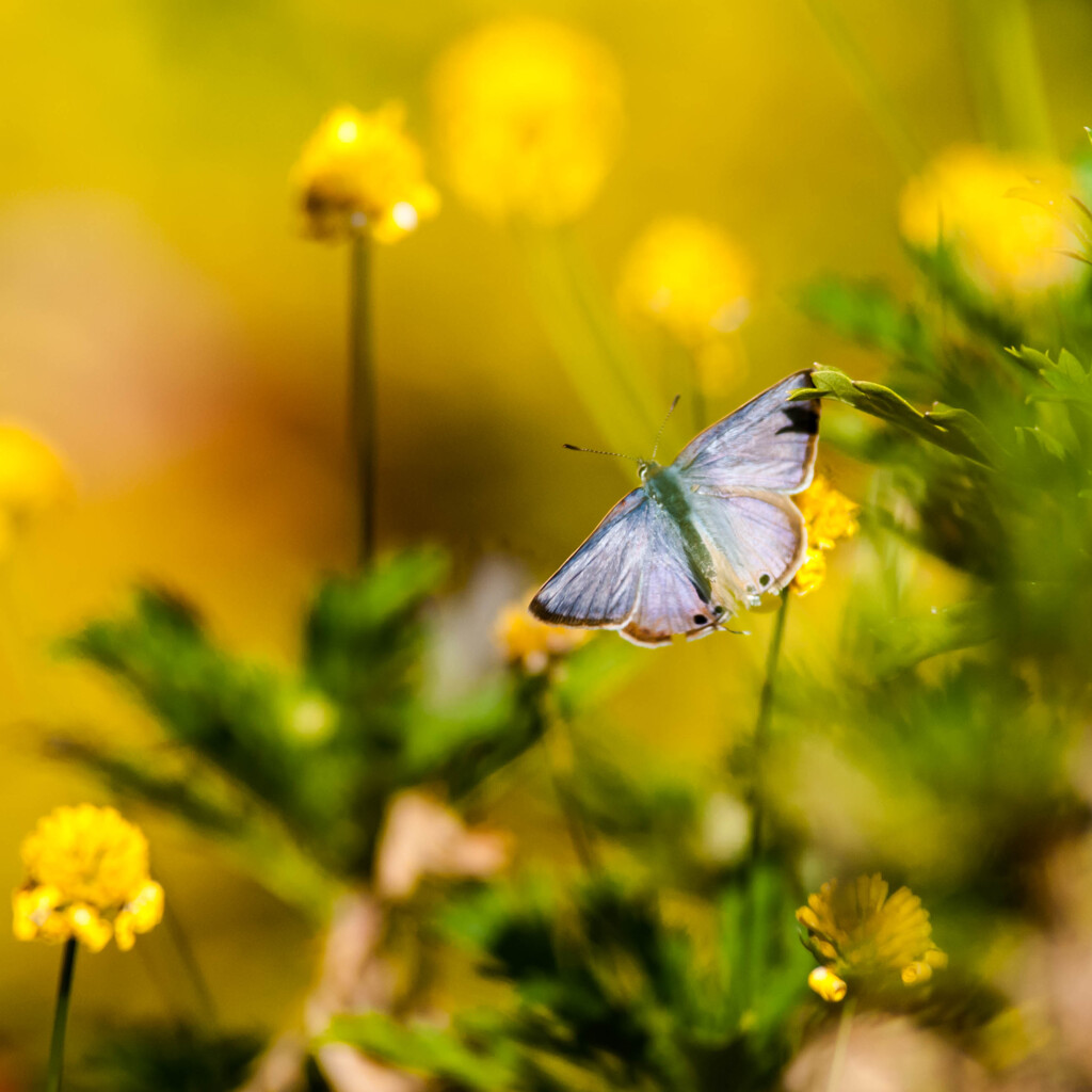 まだ居る！・12 / 飛ぶシジミ