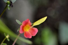 花・草木＋α/モンキチョウ(訂正：キチョウ)２題　②