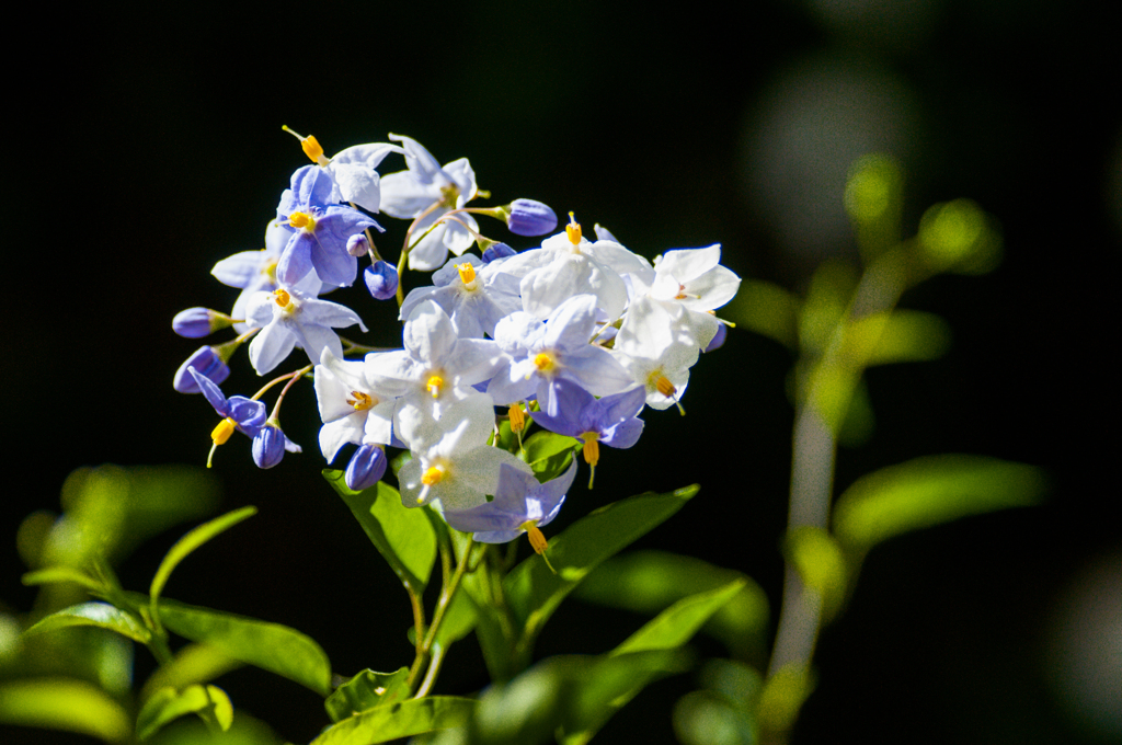 気になる花