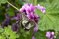 アゲハ２題　②/花・草木＋α