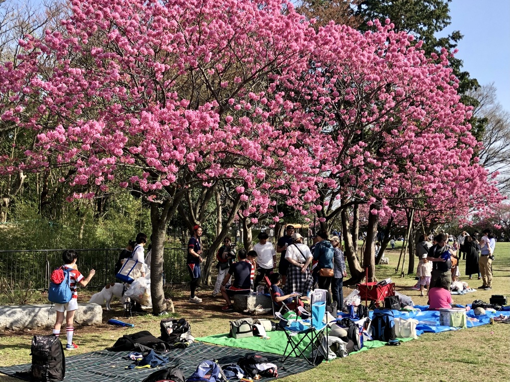 横浜緋桜満開！