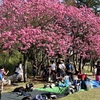横浜緋桜満開！