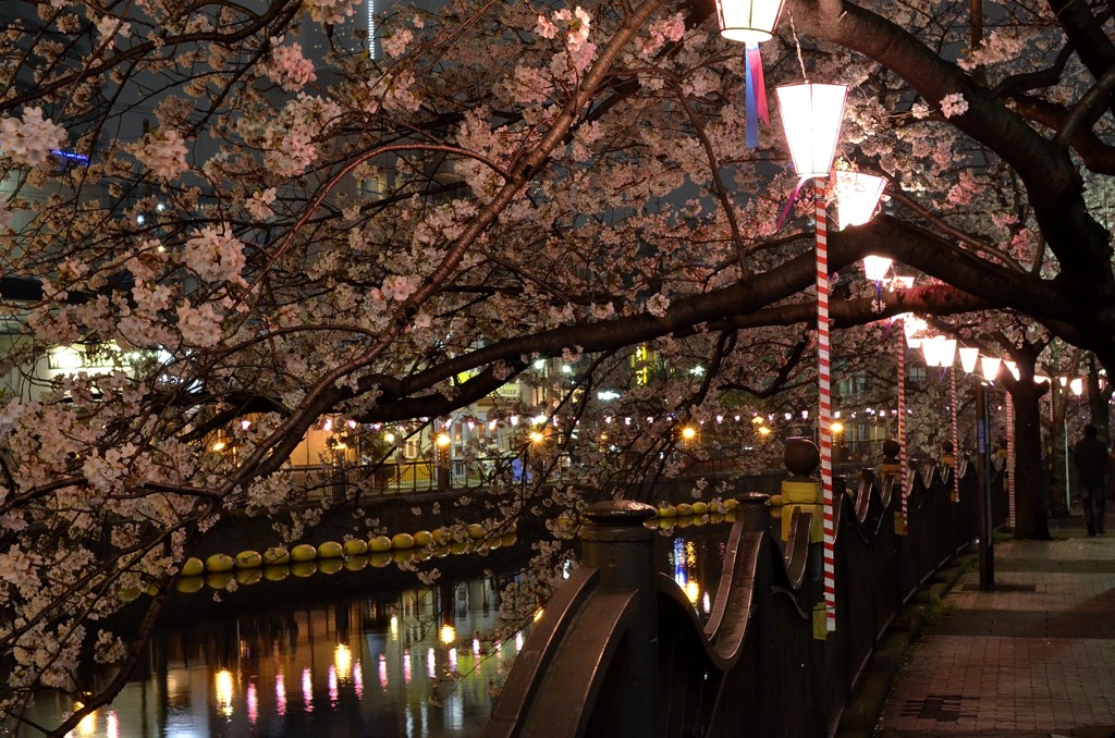 サイズ変換再投稿/横浜の桜