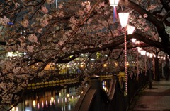 サイズ変換再投稿/横浜の桜