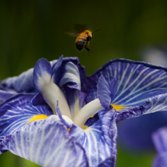 ハチと菖蒲