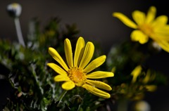 菊/花・草木