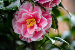 春雪と椿・２/私的花・草木