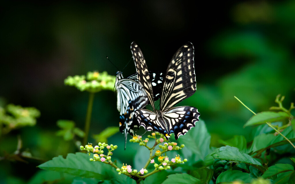 二頭のアゲハ・４