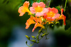 ご近所の花