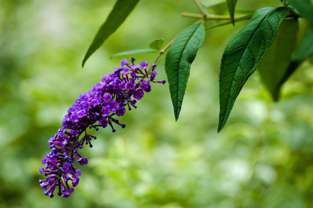 綺麗なイモムシみたい / 私的花・草木