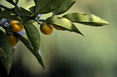 金柑/私的花・草木