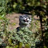 猫で～～す！/猫