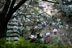 木蓮・２/花・草木