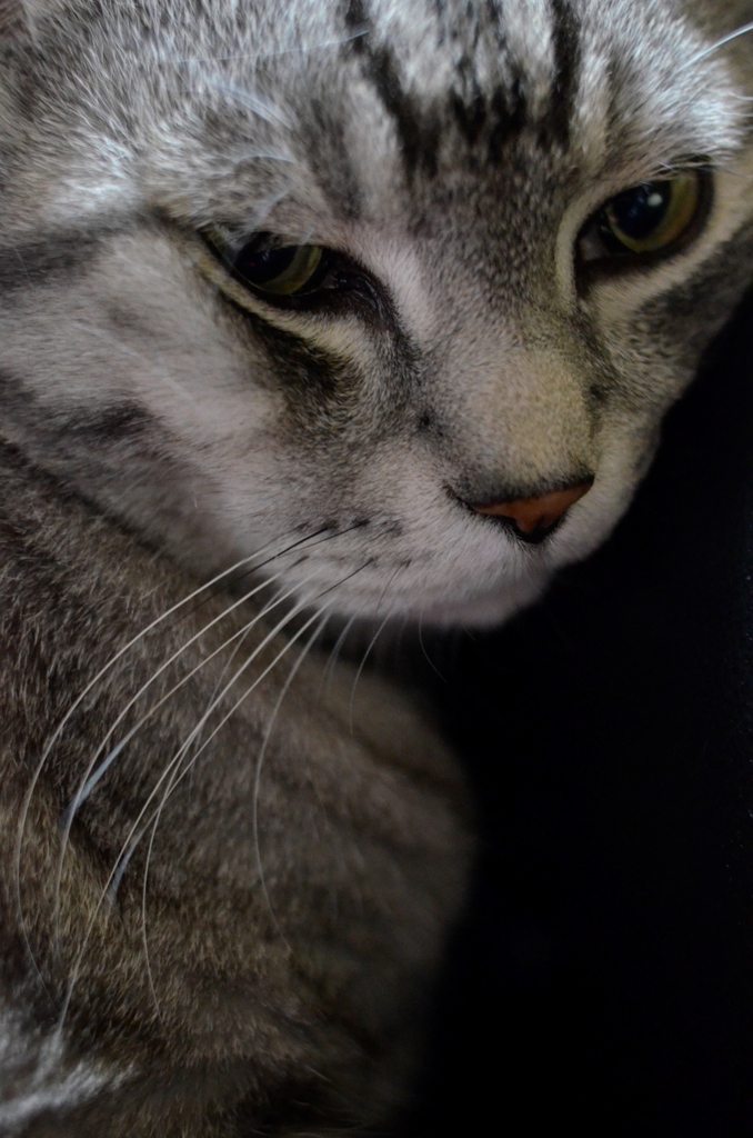 猫/超接近戦で写しました