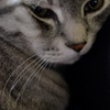 猫/超接近戦で写しました