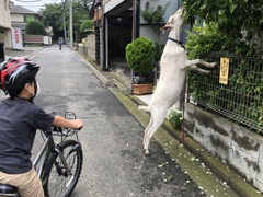 iPhoneスケッチ・90/犬じゃないよ！