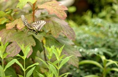 アゲハ飛翔２題　①/花・草木＋α
