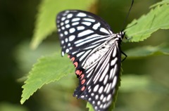 花・草木＋α/アカボシゴマダラ　５題　③