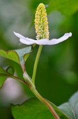 花・草木/ドクダミ