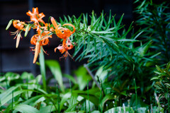 脳内に / 私的花・草木