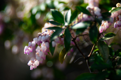馬酔木/花・草木
