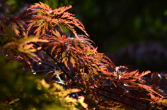 花・草木/雨上がりの紅葉　２－２